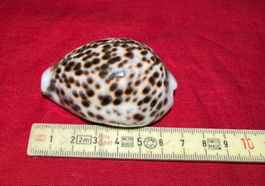 Sehr schöne gefleckte Cypraea Tigris (Tigerschnecke)