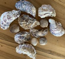 MUSCHELN von korsischen Stränden