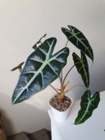 Alocasia Bambino