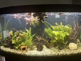 Aquarium Juwel 280 gebogen Frontscheibe gebraucht akzeptabel