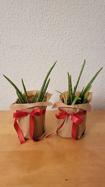 Piante & sementi: 2 x Aloe Vera Pflanze - Höhe ca. 25cm – Usato da Hedingen venduto da Seikai