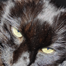 Profile image of Geronimo030