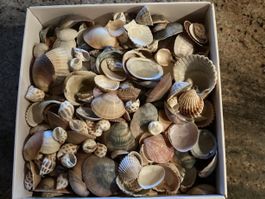 Muschelsammlung verschiedene Arten gebraucht in Box