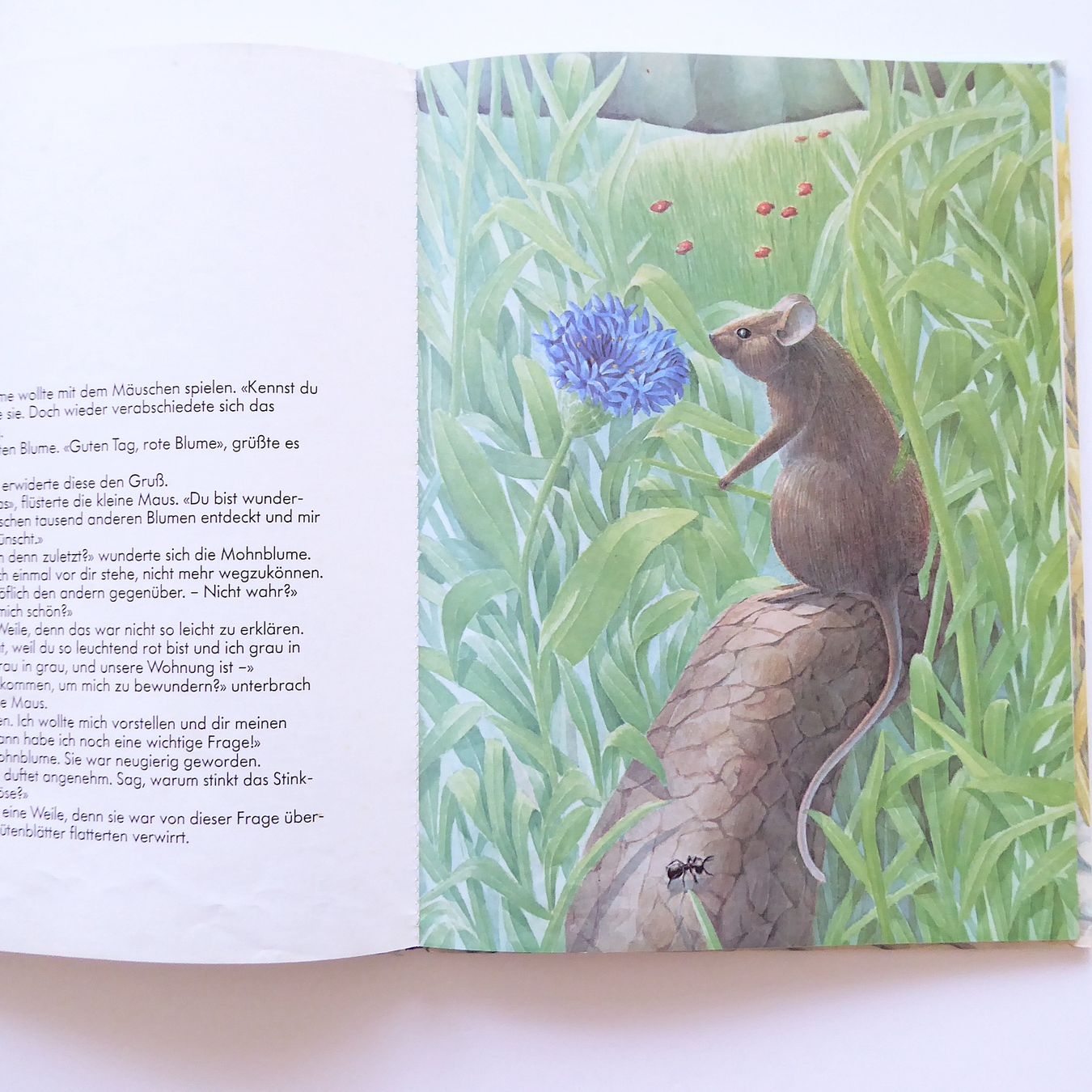 Libri: Die Maus, die an das Gute glaubte – Usato da Basel venduto da Kunterbunt12 3