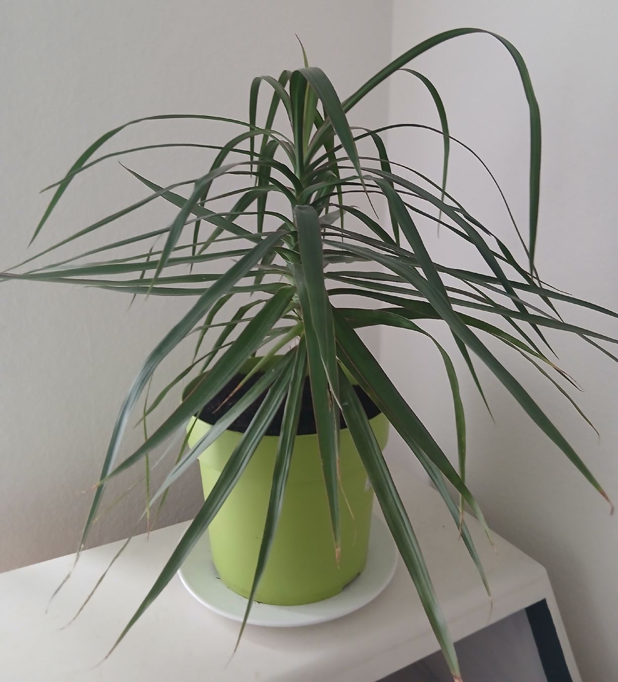 Piante & sementi: Dragon Tree DRACAENA MARGINATA - 50 cm indoor plant – Usato da Watt venduto da Tomaf