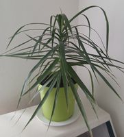 Dragon Tree DRACAENA MARGINATA - 50 cm indoor plant