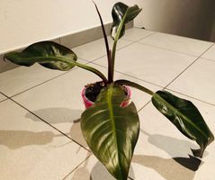 20-30 cm ↕️ «PHILODENDRON  ERUBESCENS»