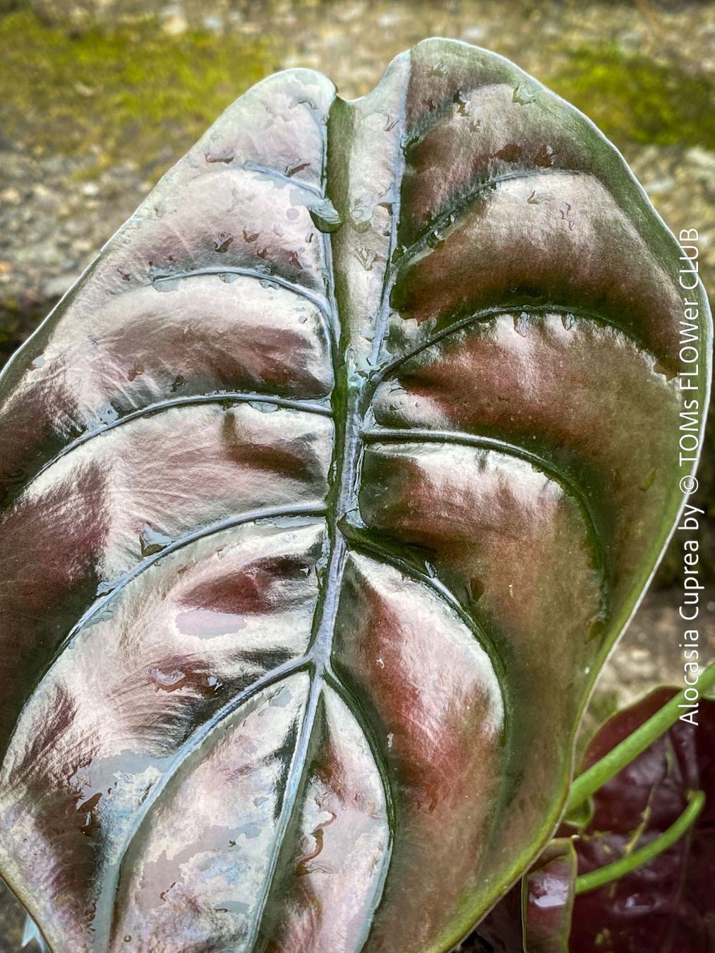 Piante & sementi: Alocasia Cuprea - rund 30x30cm - einzigartig schön, oder? – Nuovo e nell'imballaggio originale da Adliswil venduto da asTOMas963 2