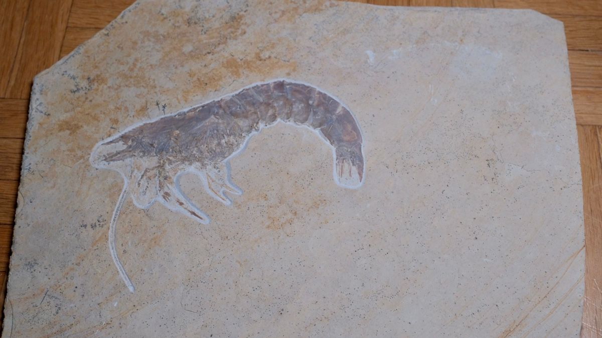 Fossilien: Fossil - Antrimpos sp. – Gebraucht aus Biel/Bienne von nimmes 1