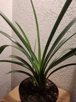 pflegeleichte Clivia kräftig mit Ableger Zimmerpflanze