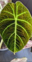 🤩Alocasia Black Velet Rhizom 
