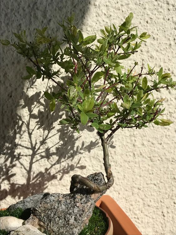 Bonsai Harlekinweide, gedrahtet (winterhart) Kaufen auf Ricardo