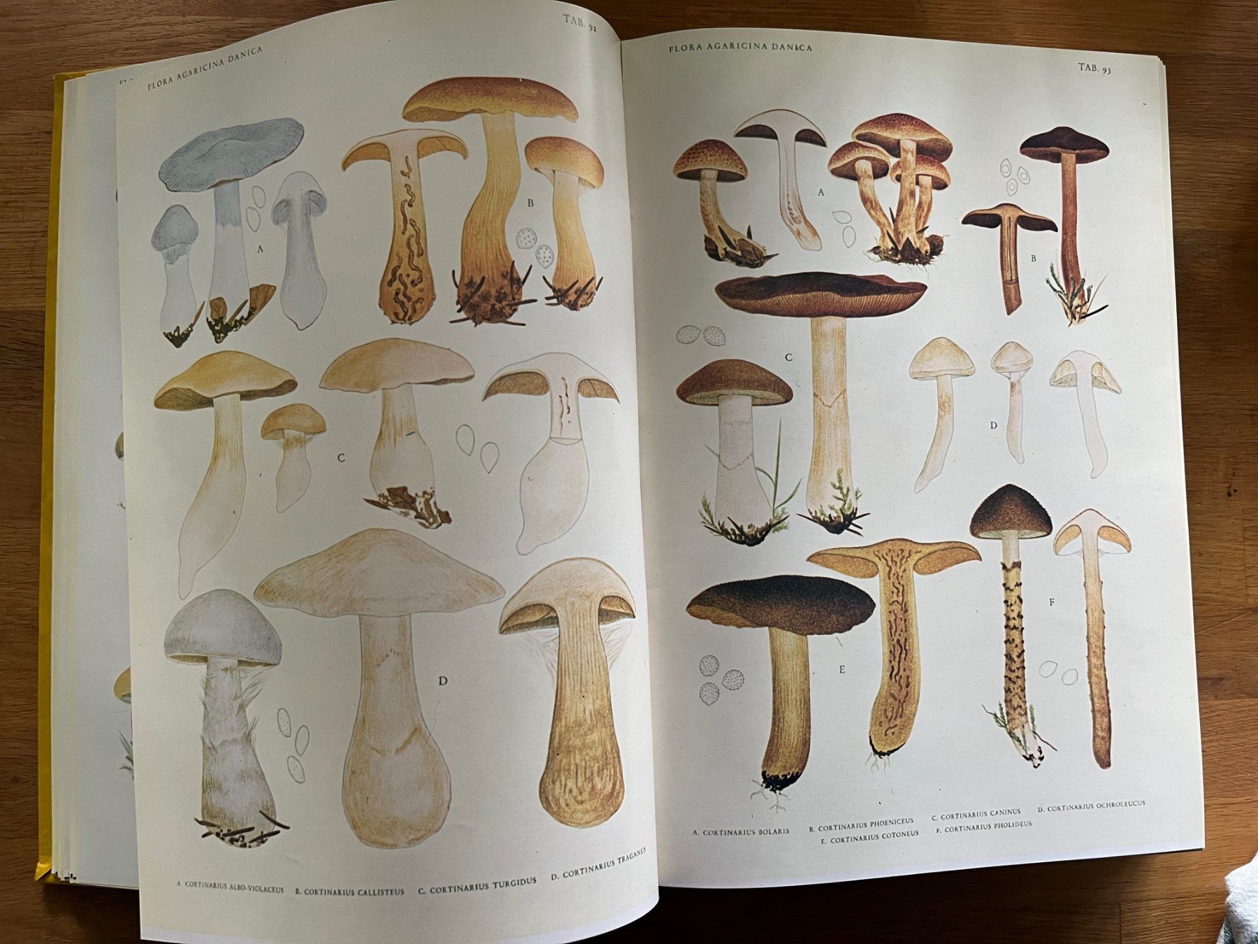 Libri: Jakob E. Lange   Flora Agaricina Danica – Usato da Laufen venduto da Nuria44 3