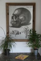 Druck Totenkopf Skull Schädel Anatomie