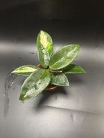 Hoya Carnosa (vergrünte Tricolor)