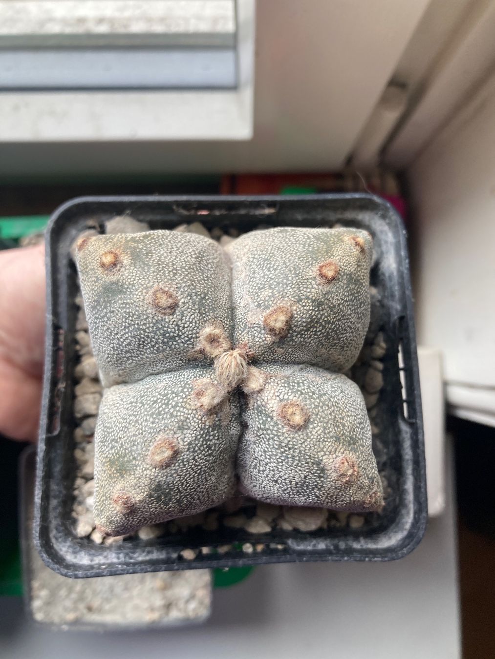 Piante & sementi: Astrophytum Myriostigma mutation.Quadricostatum – Usato da Zürich venduto da tilala17 2