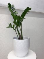 ZZ plant Glücksfeder Zamioculca 75 cm
