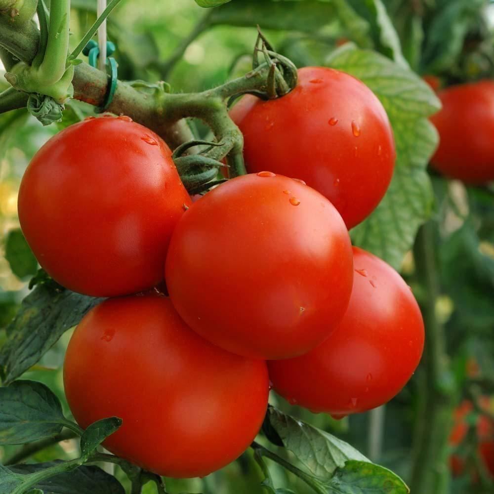 Piante & sementi: 50 SamenTOMATE MONEYMAKER Alte Sorte – Nuovo (secondo la descrizione) da Ehrendingen venduto da VerveinaSamen 1