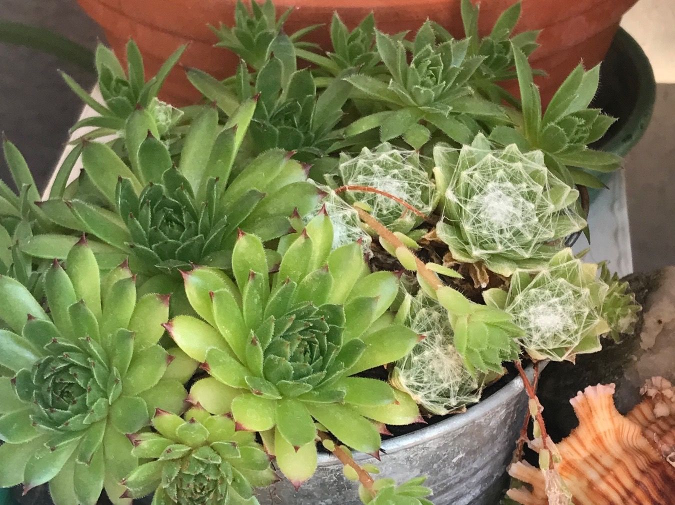 Piante & sementi: HAUSWURZ - Sempervivum Arachnoideum – Nuovo (secondo la descrizione) da Buchs AG venduto da fischli610 1