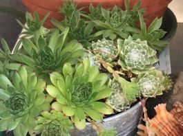 HAUSWURZ - Sempervivum Arachnoideum