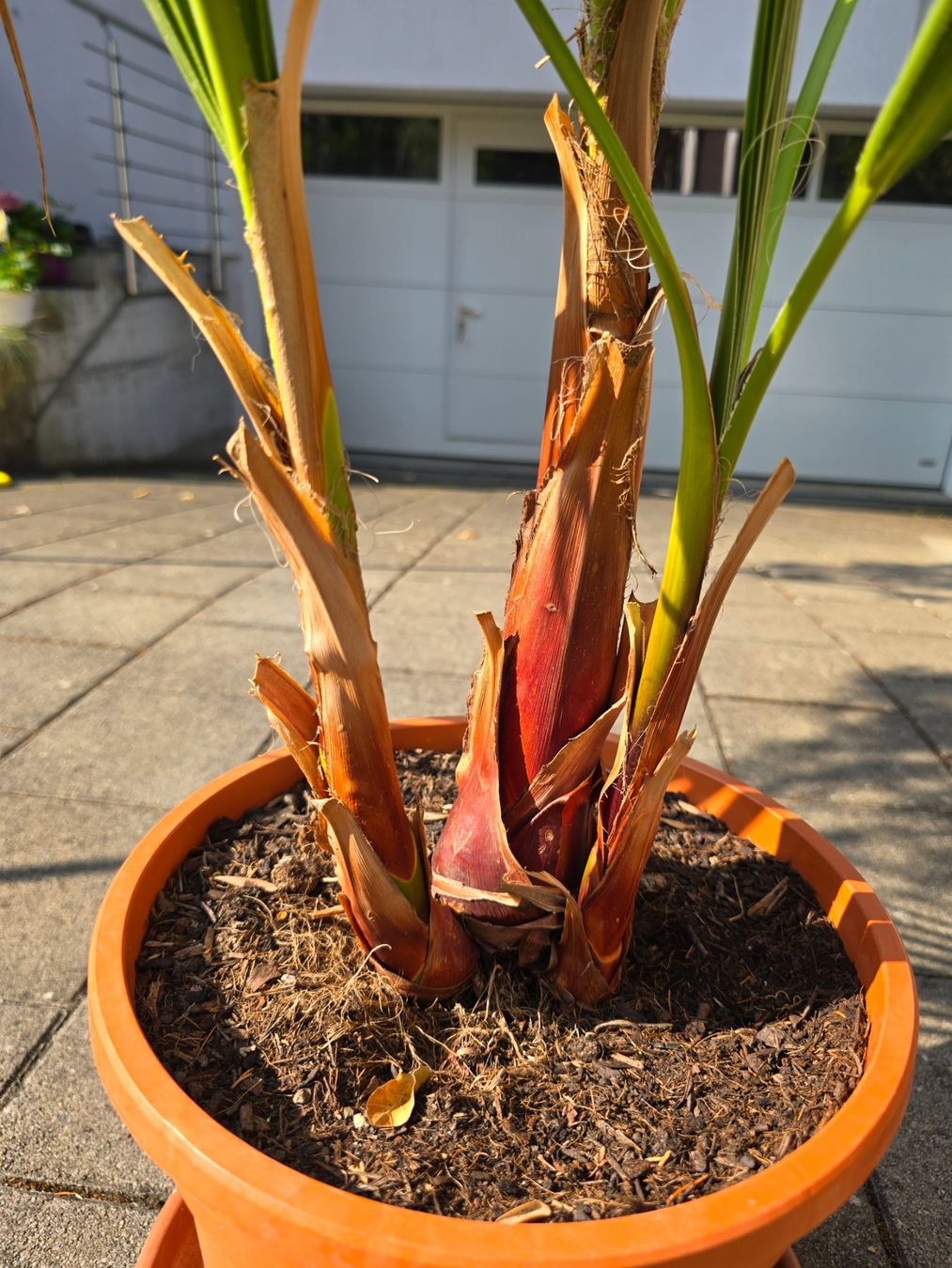 Plantes & graines: Tolle Washington Palme – D'occasion à Aarburg par popkorn65 3