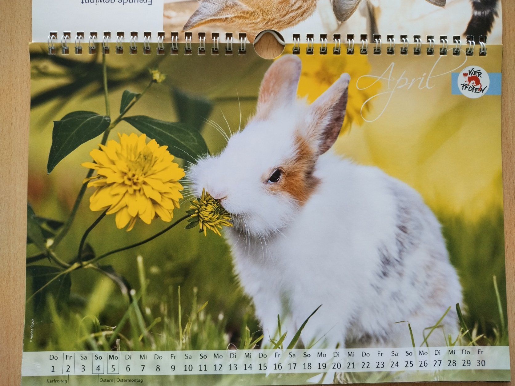 Calendari: Tierkalender 2021 - Wandkalender – Nuovo (secondo la descrizione) da Jona venduto da Argus36 3