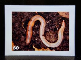 MIGROS MANIA Nature Detectives Nr. 60