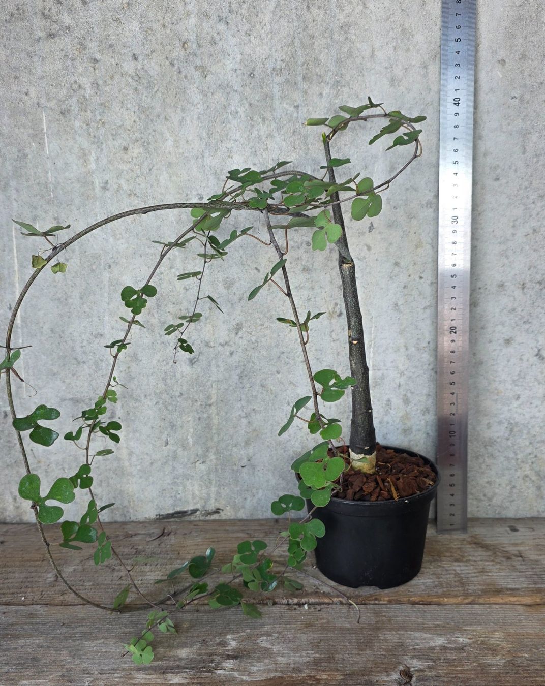 Pflanzen & Samen: ADENIA CLADOSEPALA – Neu (gemäss Beschreibung) aus St.Erhard von Plumilandschweiz 2