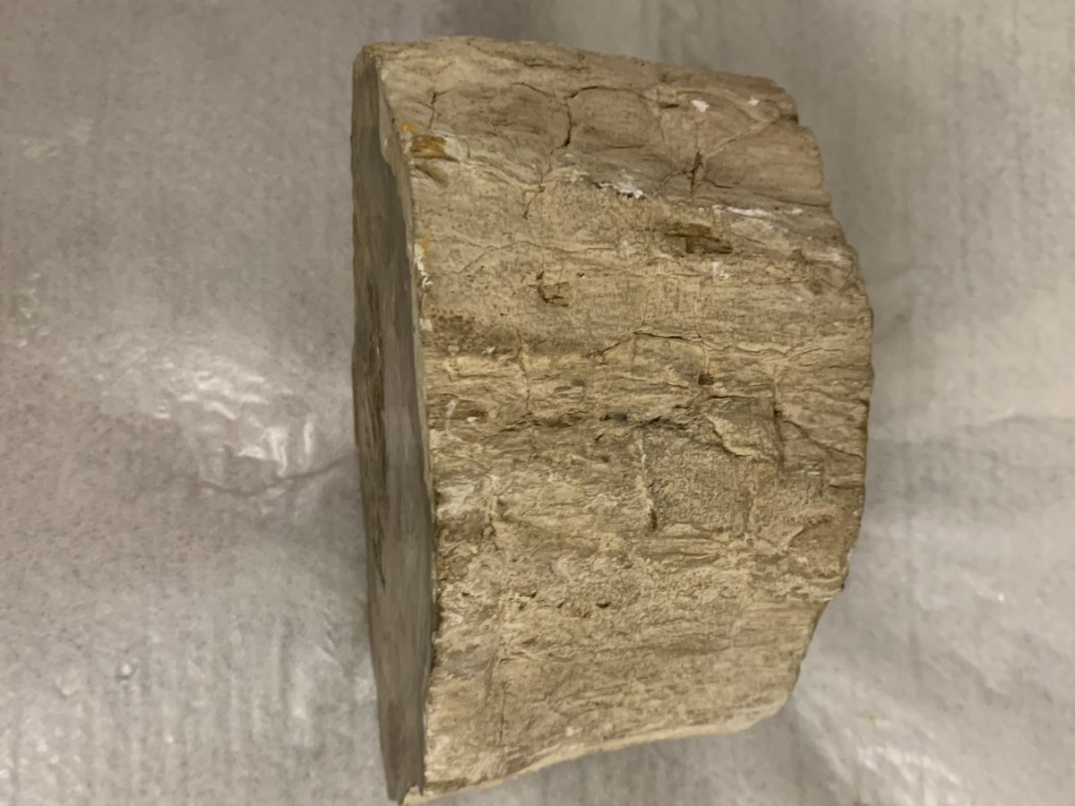 Fossilien: Versteinertes Holz 1.8 kg polierter Stein – Neu (gemäss Beschreibung) aus Erlenbach ZH von Ritschly 5
