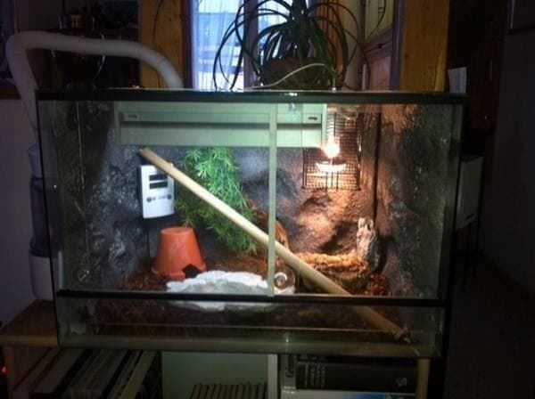 Terrario: Terrarium, Topzustand – Usato da Einsiedeln venduto da Brocki59 4
