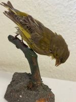 Präparat Grünfink auf Ast / Chloris chloris