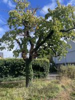 Kirschbaum als Holz ZUM SELBER FÄLLEN