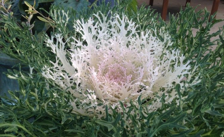 Piante & sementi: 40 Samen WHITE PEACOCK Zierkohl – Nuovo (secondo la descrizione) da Ehrendingen venduto da VerveinaSamen 1