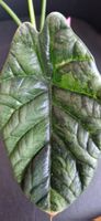 🤩Alocasia Sinuata Albo Variegata Rhizom 