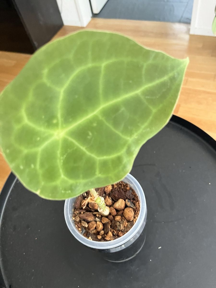 Piante & sementi: Anthurium Forgetii  – Usato da Uster venduto da ke114