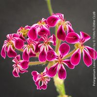 Pelargonium Lawrenceanum - seltene Geranie für Sammler