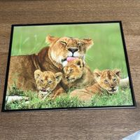 Löwen Familie im Bilder Rahmen 40x50