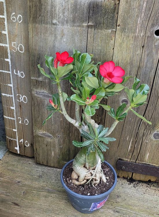 *Rarität* Adenium Obesum / Wüstenrose Rot Kaufen auf Ricardo