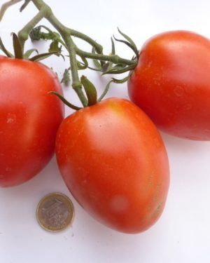 Piante & sementi: Basler Röteli BIO - Solanum lycopersicum - 20 Samen – Nuovo e nell'imballaggio originale da Sumiswald venduto da Cham14559 1