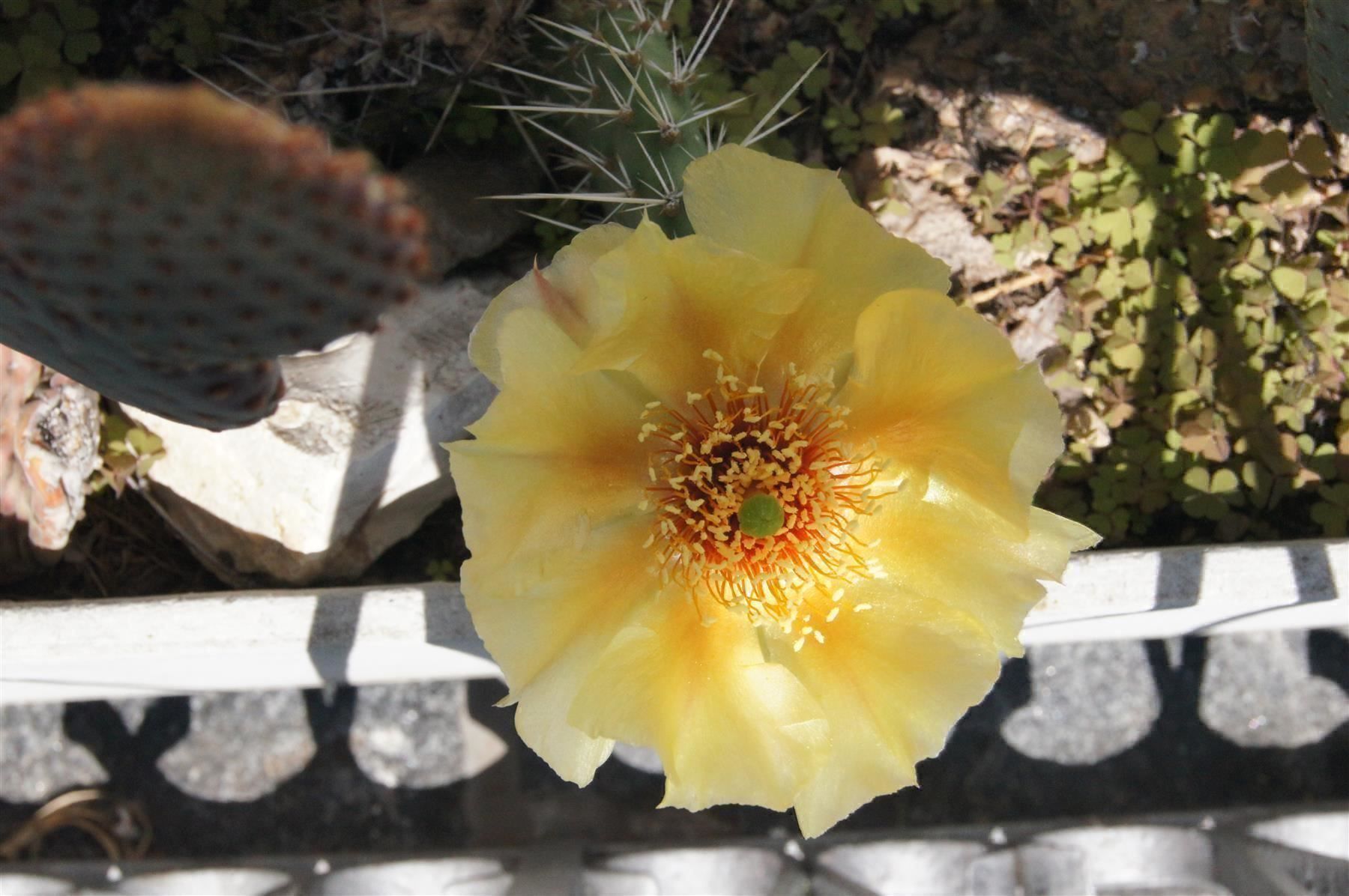 Piante & sementi: Winterharter Kaktus Opuntia engelmannii – Nuovo (secondo la descrizione) da Geroldswil venduto da botanicals 8