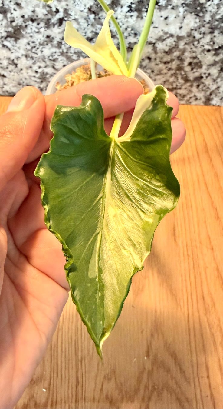 Plantes & graines: Alocasia Cucullata "Crinkles Albo" – D'occasion à Kaiseraugst par dka_b97z 2