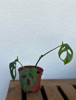 Monstera Adansonii (Swiss Cheese Plant)