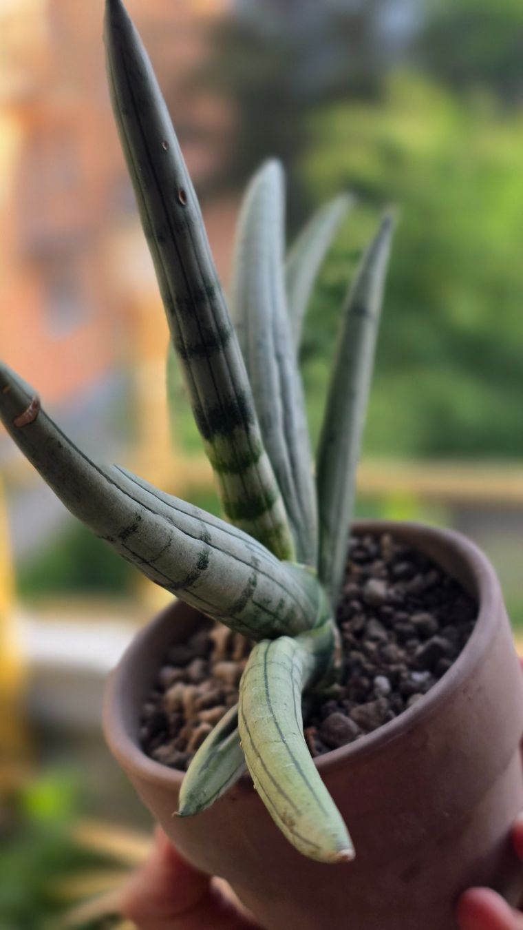 Plantes & graines: Sansevieria "Iceman" RARITÄT – Neuf (Voir description) à Zürich par The_Plant_Wizard 3