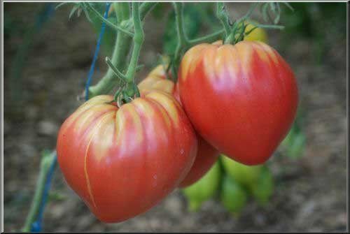 Piante & sementi: Tomate hungarian heart  10g – Nuovo (secondo la descrizione) da Bremblens venduto da FIBONACCI369
