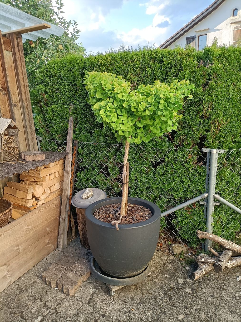 Piante & sementi: Gesunder Ginkgo Biloba – Usato da Au ZH venduto da SilasKocher 1