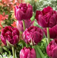 TULIPA ROYAL ACRES : 8 Zwiebeln + Infos wie keimen & pflegen