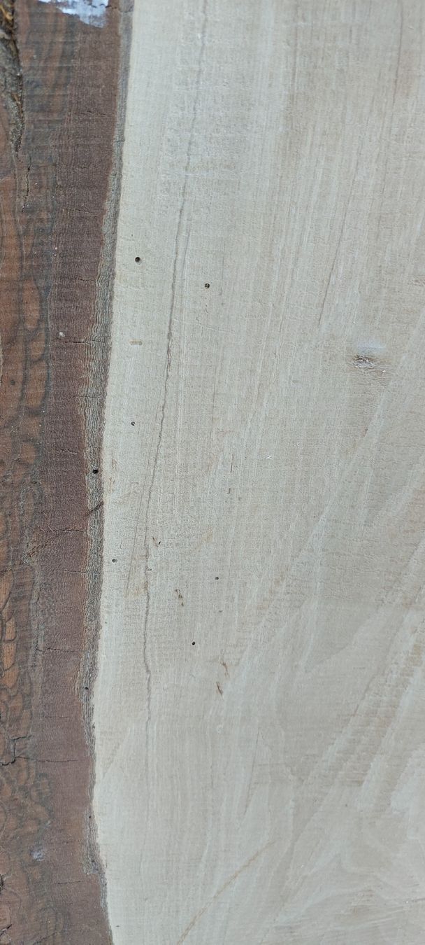 Articoli in legno: Schweizer Nussbaumholz – Difettoso da Giswil venduto da Stocki02 7