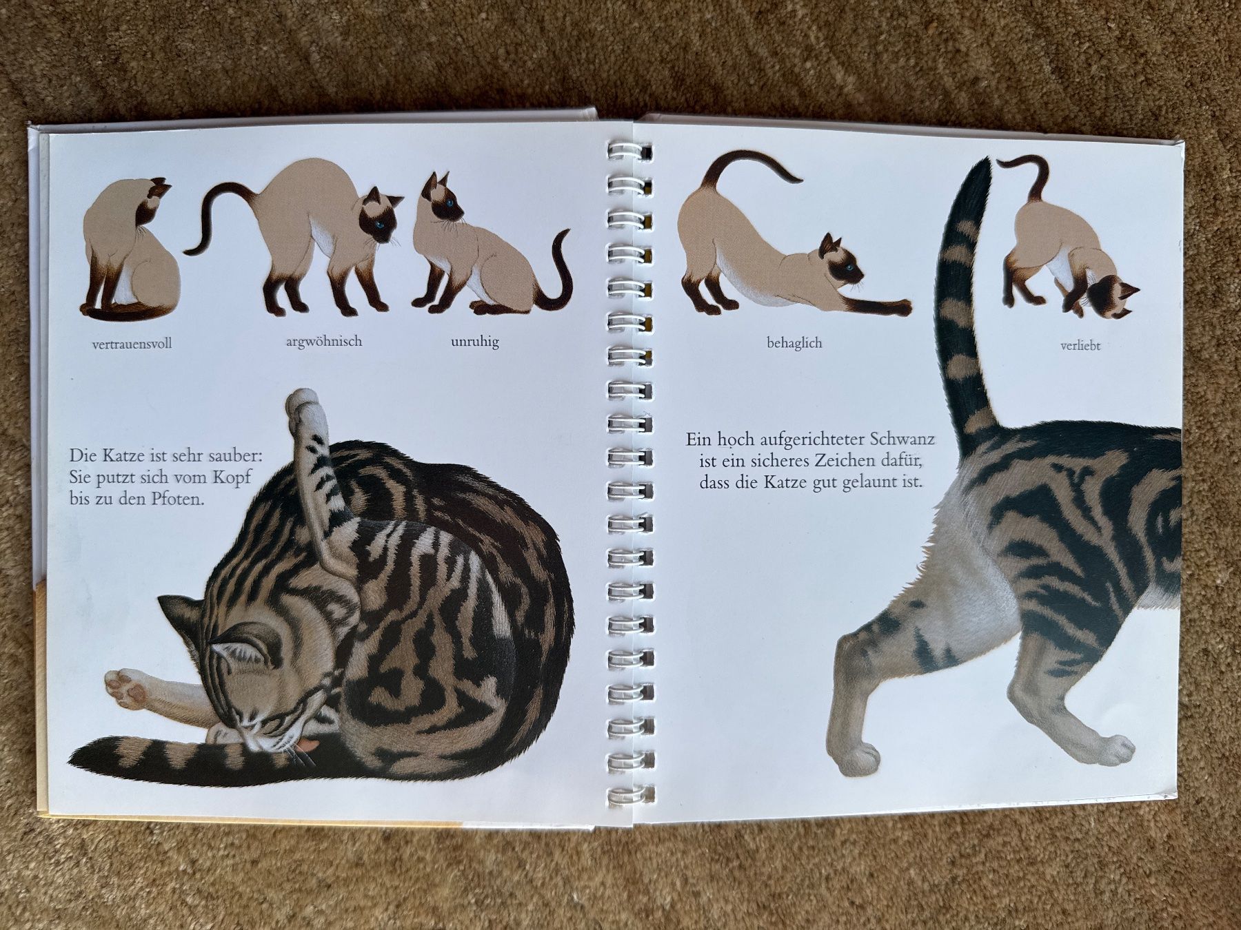 Libri: Meyers - Die Katze – Usato da Aarau venduto da Kilauea 3