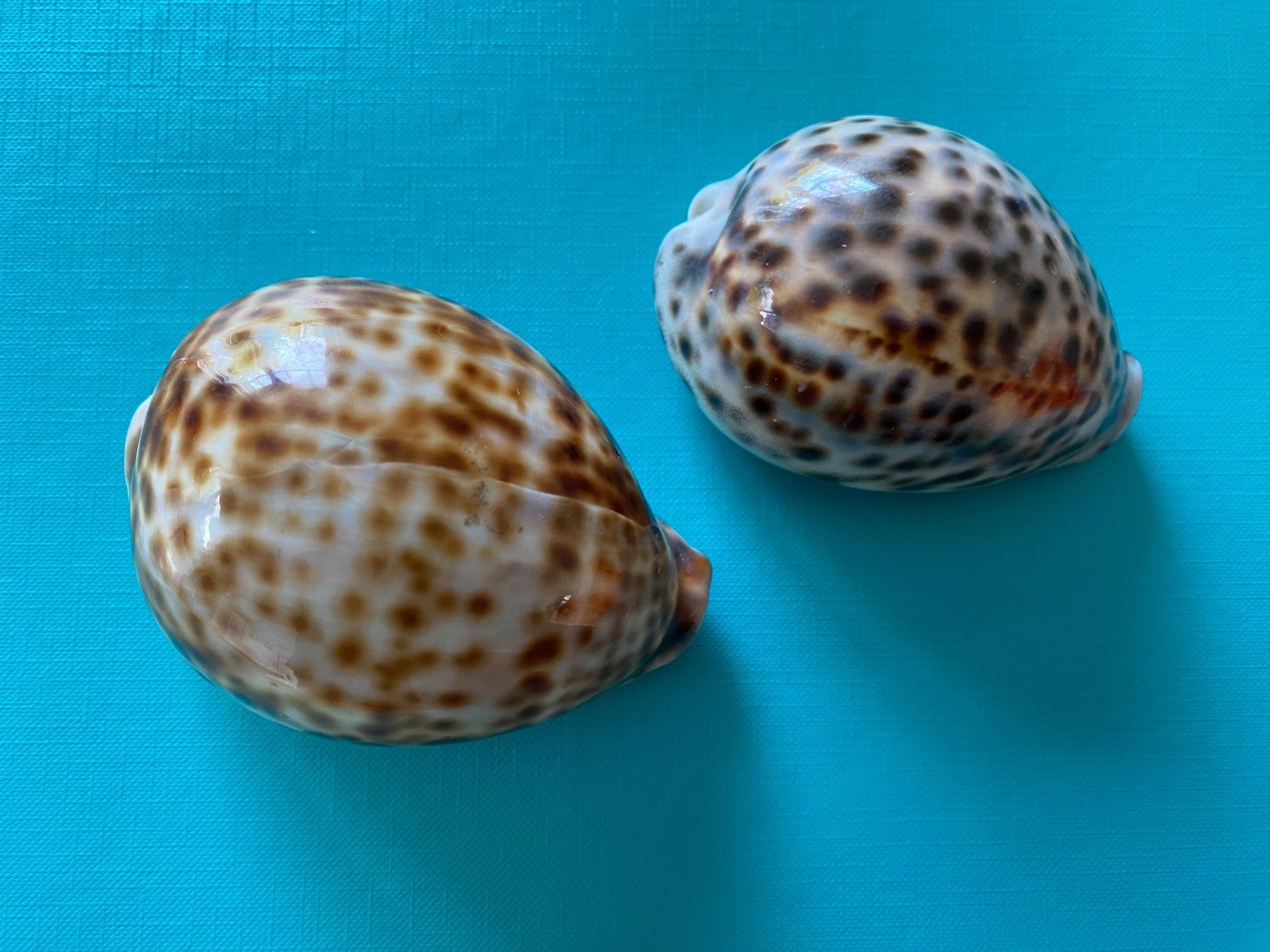 Minerali & Pietre curative: 2 schöne Kauri Muscheln – Nuovo (secondo la descrizione) da Gerlikon venduto da jabadabadu