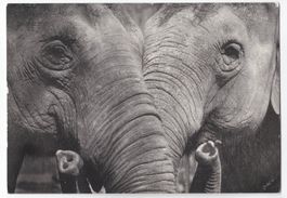 Carte Photo Annet Kraan : Éléphants N&B - Art Unlimited 1996